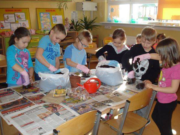 Grafika #0: W kąciku przyrodniczym: Hodowla tulipanów- Klasa 1