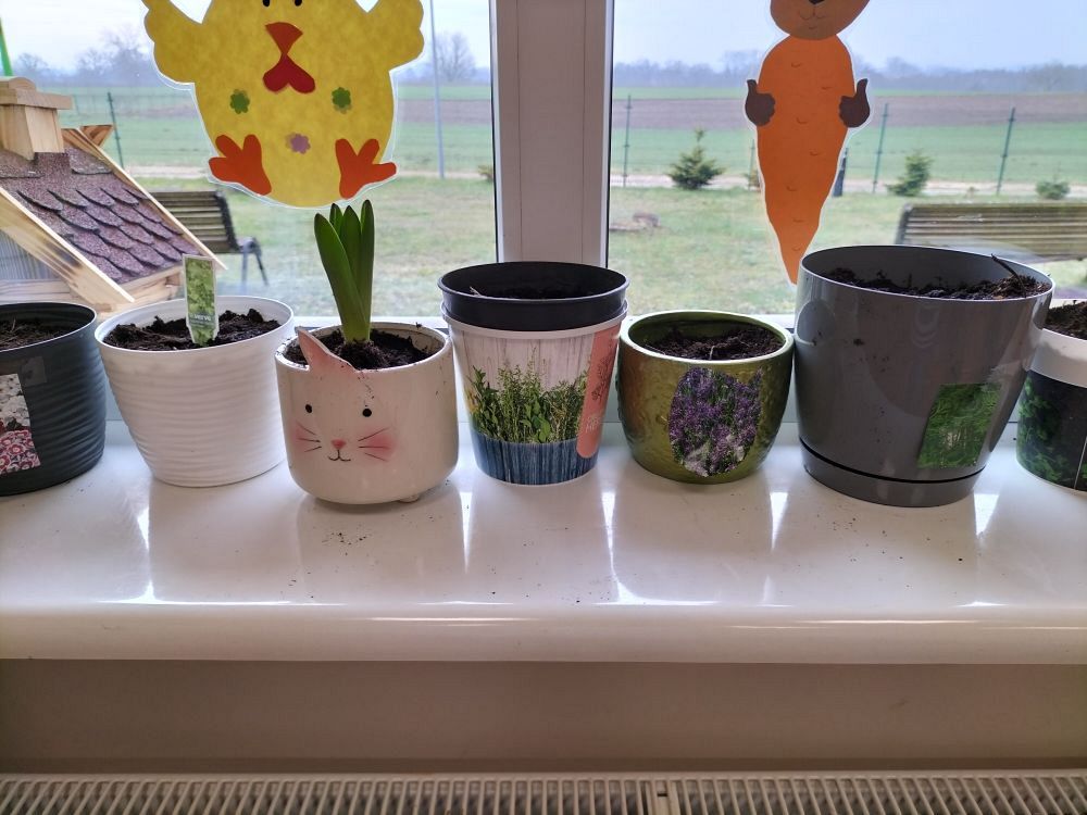 Grafika #0: Ogródek na parapecie - kl.2