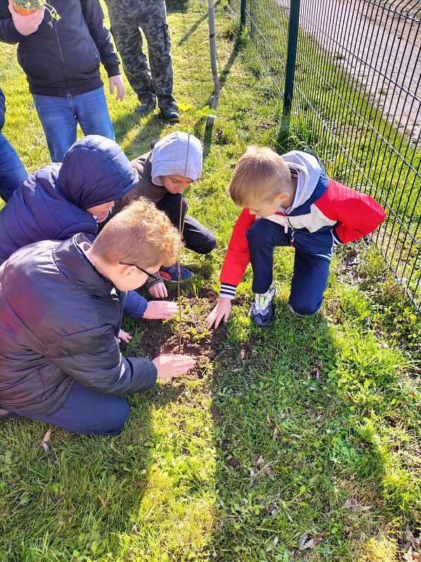 Grafika #0: Sadzenie drzewa