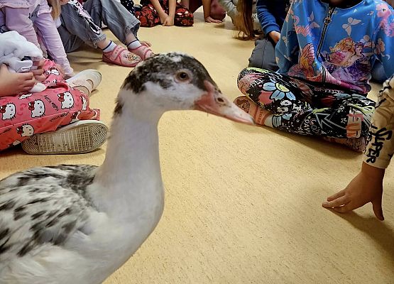 Grafika 6: Tosiek w przedszkolu!