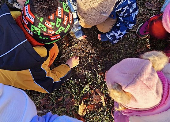 Grafika 3: Tropem śladów leśnych zwierząt