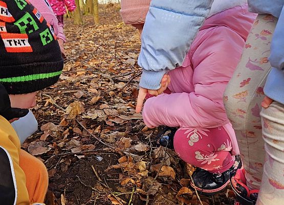 Grafika 7: Tropem śladów leśnych zwierząt