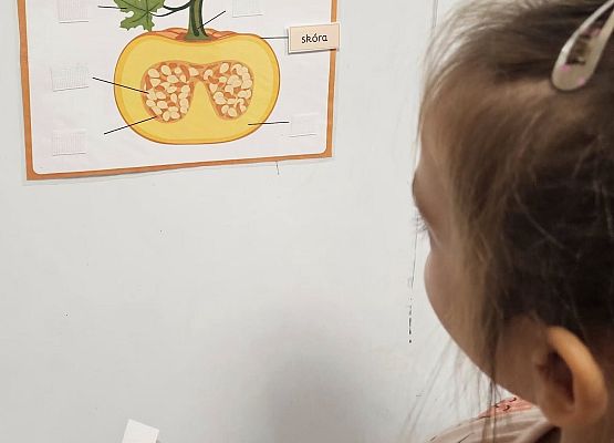 Grafika 7: Dzień Dyni