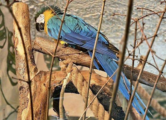 Grafika 14: Wycieczka do ZOO