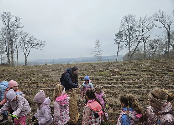 Grafika 8: Klasy I i II oraz przedszkolaki wybrały się na sadzenie lasu