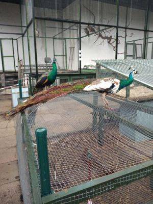 Grafika #39: Wycieczka do Muzeum Obrońców Wybrzeża