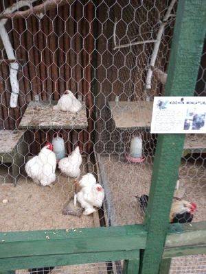 Grafika #42: Wycieczka do Muzeum Obrońców Wybrzeża