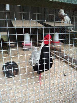 Grafika #43: Wycieczka do Muzeum Obrońców Wybrzeża