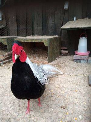 Grafika #45: Wycieczka do Muzeum Obrońców Wybrzeża