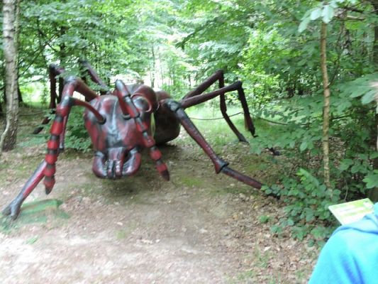 Grafika #54: Wycieczka z j. kaszubskiego do Stryszej Budy