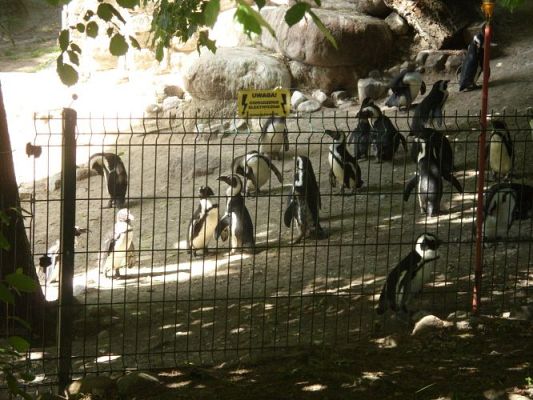 Grafika #7: Wycieczka kl. O-III do zoo