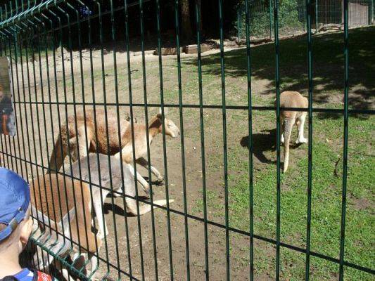 Grafika #10: Wycieczka kl. O-III do zoo