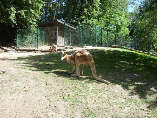 Grafika #11: Wycieczka kl. O-III do zoo