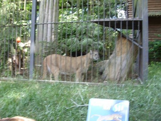 Grafika #13: Wycieczka kl. O-III do zoo