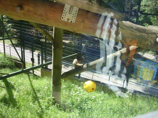 Grafika #16: Wycieczka kl. O-III do zoo