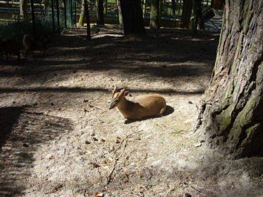 Grafika #19: Wycieczka kl. O-III do zoo