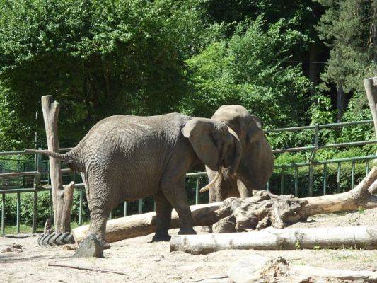 Grafika #21: Wycieczka kl. O-III do zoo