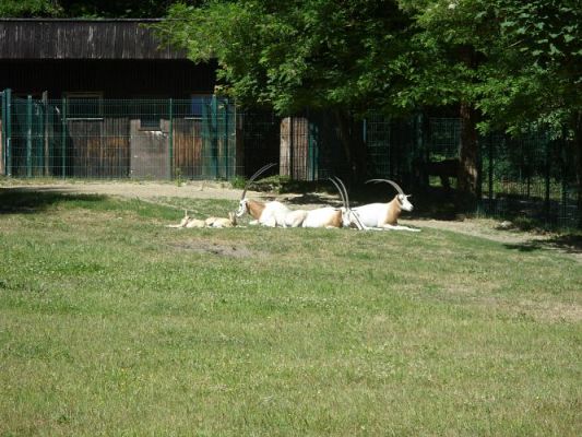 Grafika #24: Wycieczka kl. O-III do zoo