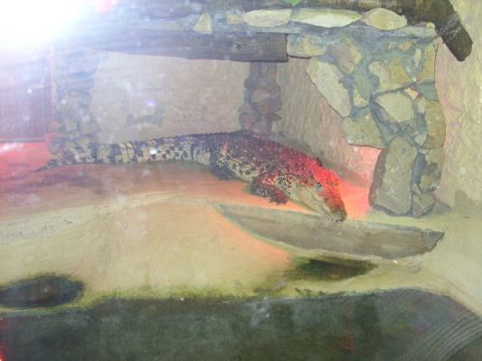 Grafika #25: Wycieczka kl. O-III do zoo