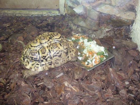 Grafika #27: Wycieczka kl. O-III do zoo