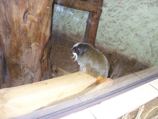 Grafika #30: Wycieczka kl. O-III do zoo