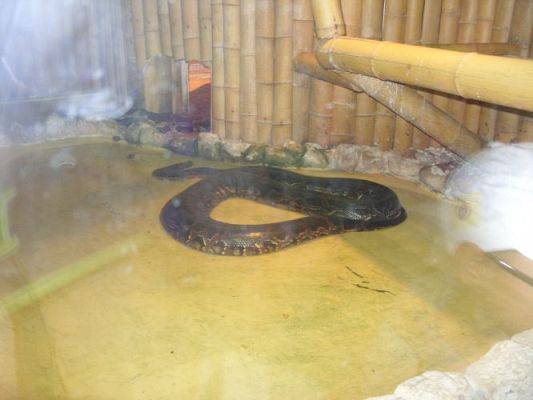 Grafika #31: Wycieczka kl. O-III do zoo