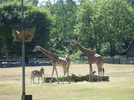 Grafika #37: Wycieczka kl. O-III do zoo