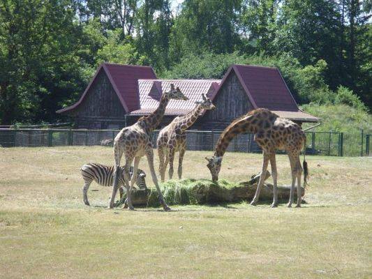 Grafika #38: Wycieczka kl. O-III do zoo