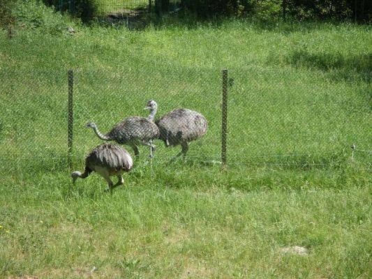 Grafika #43: Wycieczka kl. O-III do zoo