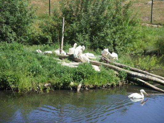 Grafika #44: Wycieczka kl. O-III do zoo