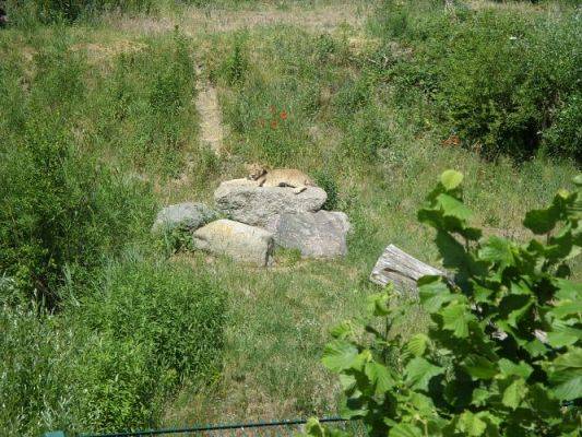 Grafika #49: Wycieczka kl. O-III do zoo