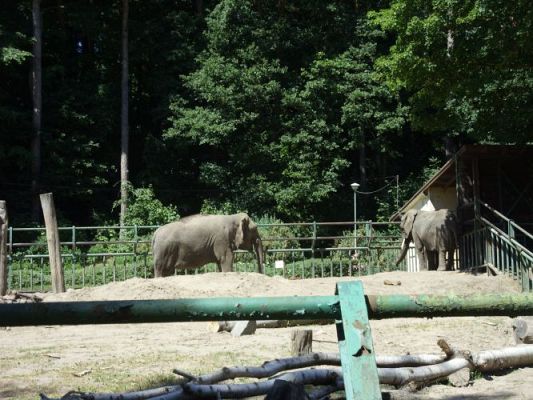 Grafika #53: Wycieczka kl. O-III do zoo