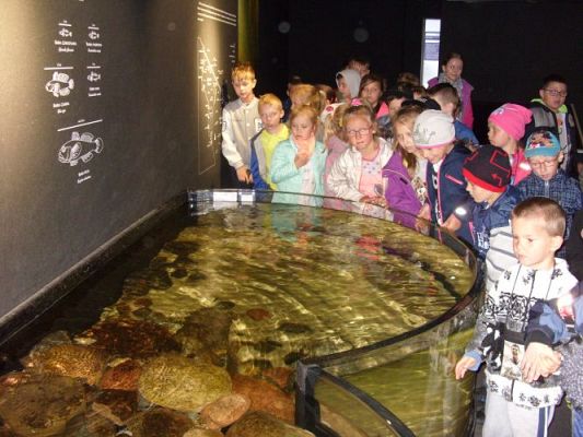 Grafika #4: WIZYTA W GDYŃSKIM OCEANARIUM