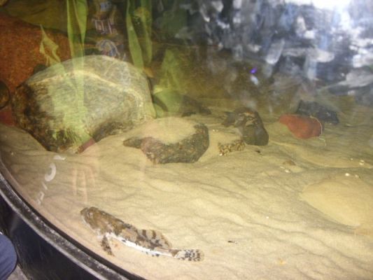 Grafika #8: WIZYTA W GDYŃSKIM OCEANARIUM