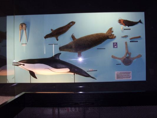 Grafika #11: WIZYTA W GDYŃSKIM OCEANARIUM