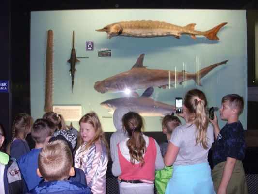 Grafika #16: WIZYTA W GDYŃSKIM OCEANARIUM