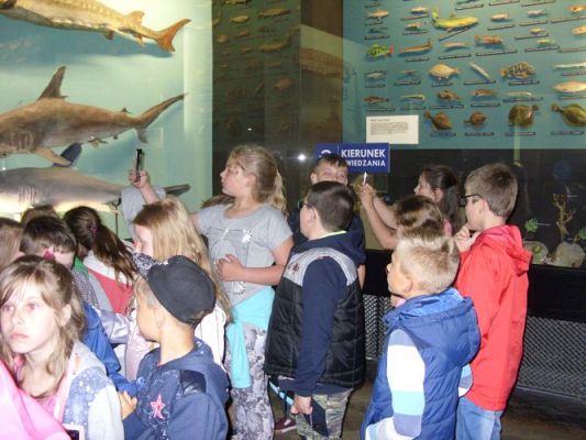 Grafika #17: WIZYTA W GDYŃSKIM OCEANARIUM