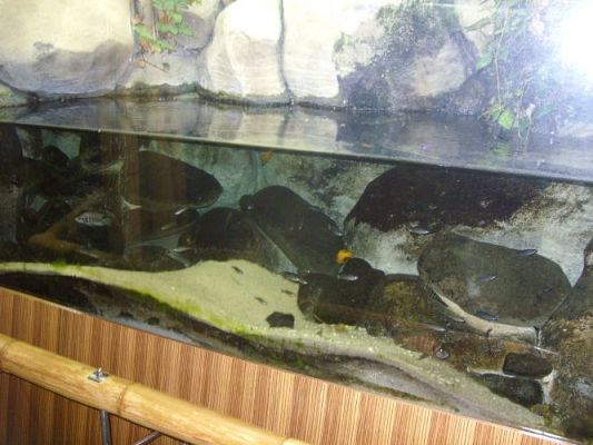 Grafika #20: WIZYTA W GDYŃSKIM OCEANARIUM