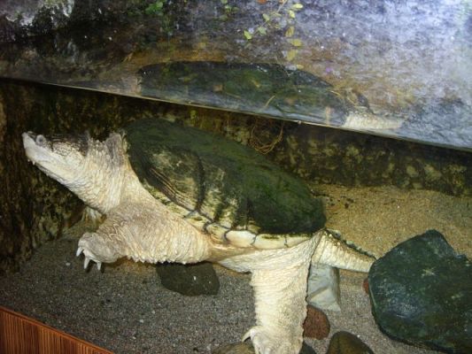 Grafika #21: WIZYTA W GDYŃSKIM OCEANARIUM