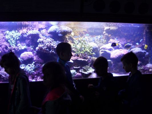 Grafika #32: WIZYTA W GDYŃSKIM OCEANARIUM