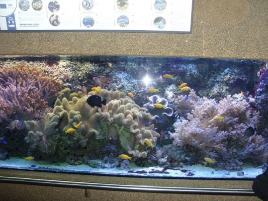 Grafika #33: WIZYTA W GDYŃSKIM OCEANARIUM