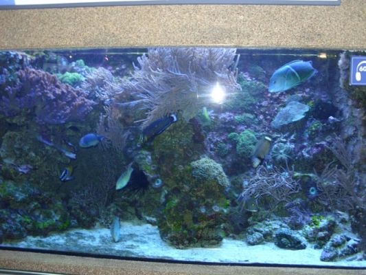 Grafika #36: WIZYTA W GDYŃSKIM OCEANARIUM