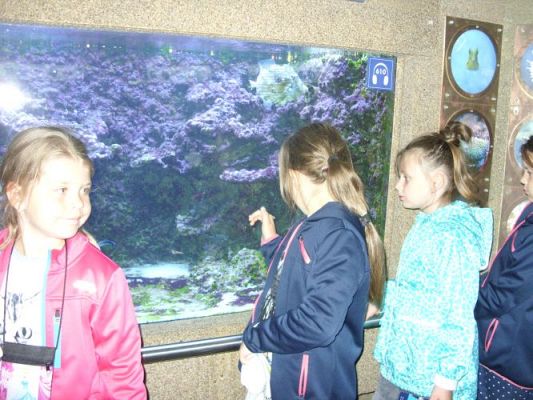 Grafika #40: WIZYTA W GDYŃSKIM OCEANARIUM