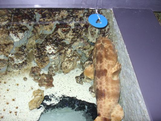 Grafika #41: WIZYTA W GDYŃSKIM OCEANARIUM