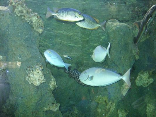 Grafika #43: WIZYTA W GDYŃSKIM OCEANARIUM