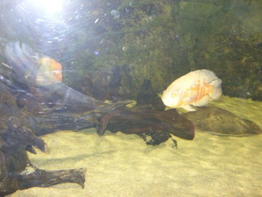 Grafika #48: WIZYTA W GDYŃSKIM OCEANARIUM