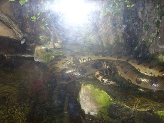 Grafika #51: WIZYTA W GDYŃSKIM OCEANARIUM