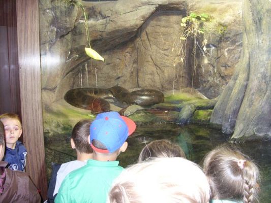 Grafika #52: WIZYTA W GDYŃSKIM OCEANARIUM