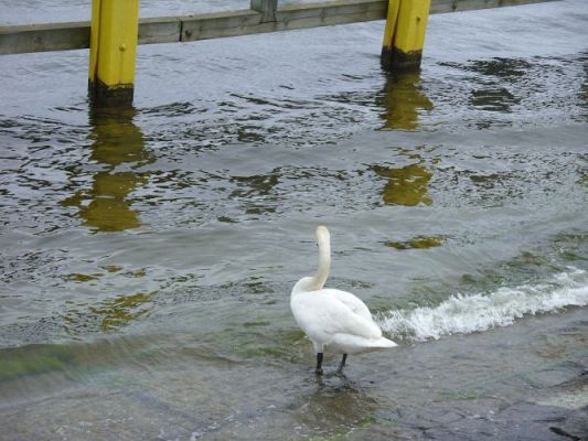 Grafika #63: WIZYTA W GDYŃSKIM OCEANARIUM
