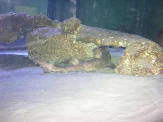 Grafika #49: Wycieczka kl. 0 - III do Władysławowa